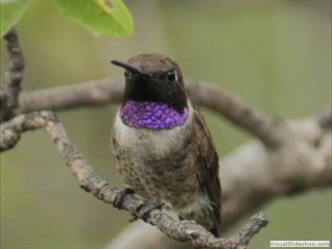Black-chinned Hummingbird, Adult Male