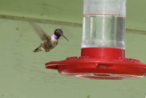 Louisiana Hummingbirds Feeders