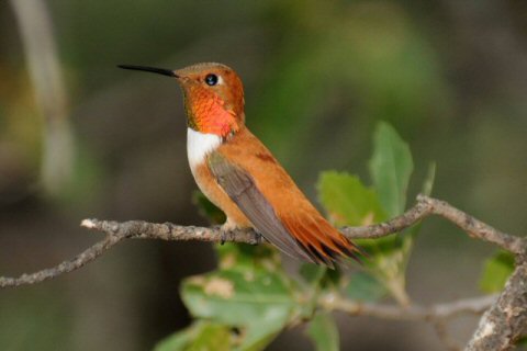 Rufous Hummingbird, Adult Male